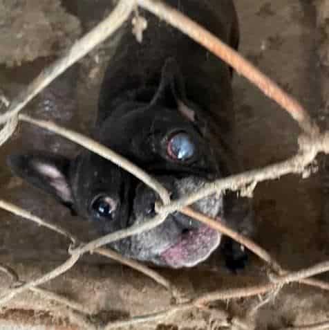 Dog trapped