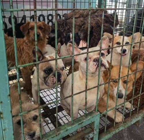 Dogs in a cage