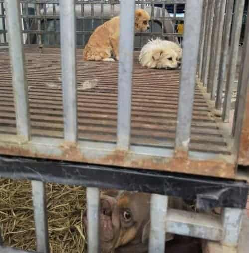 Dogs in cage
