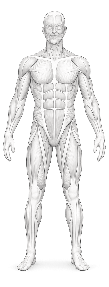 human-body